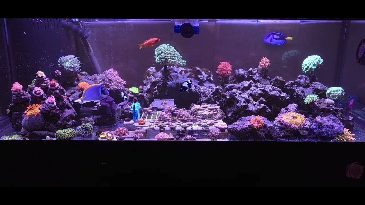 My 80Gal Shallow Lagoon Mixed Reef Tank
