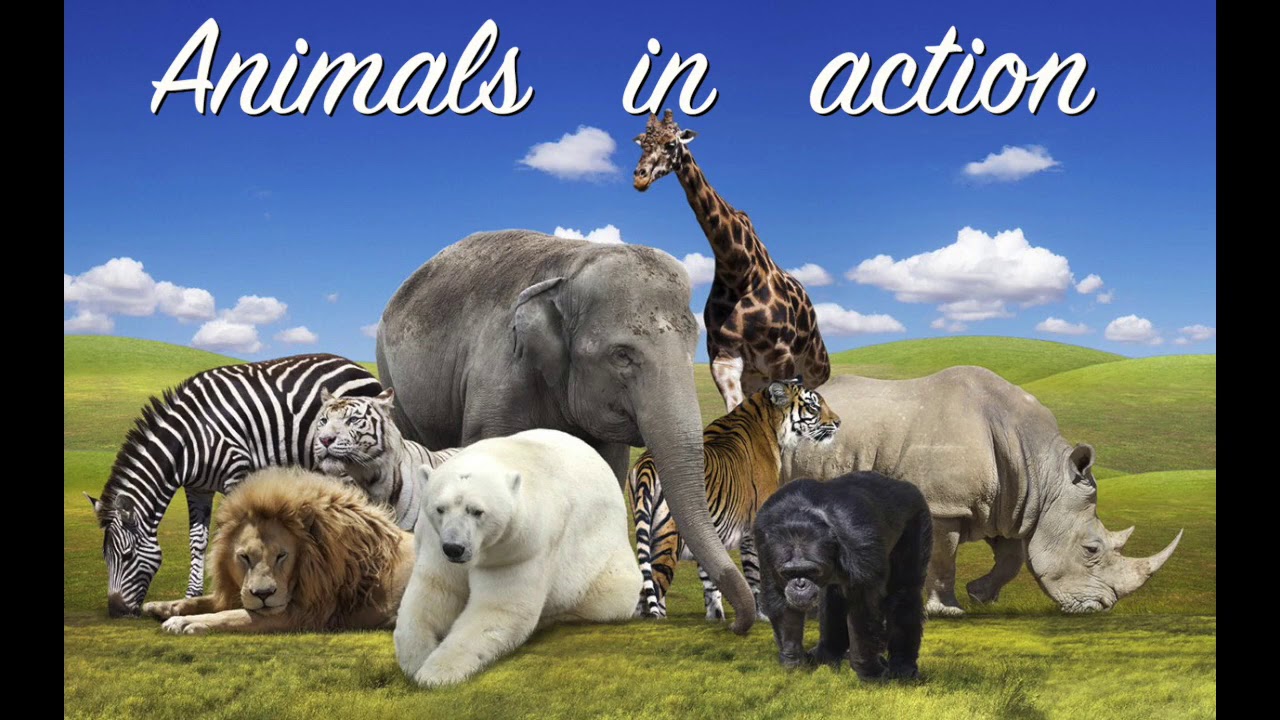 Animals in action
