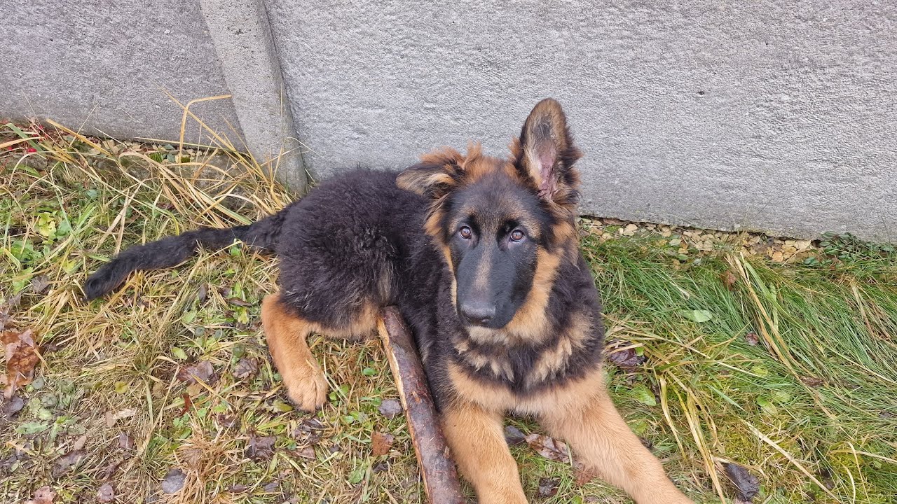 Ares junior ma się dobrze .