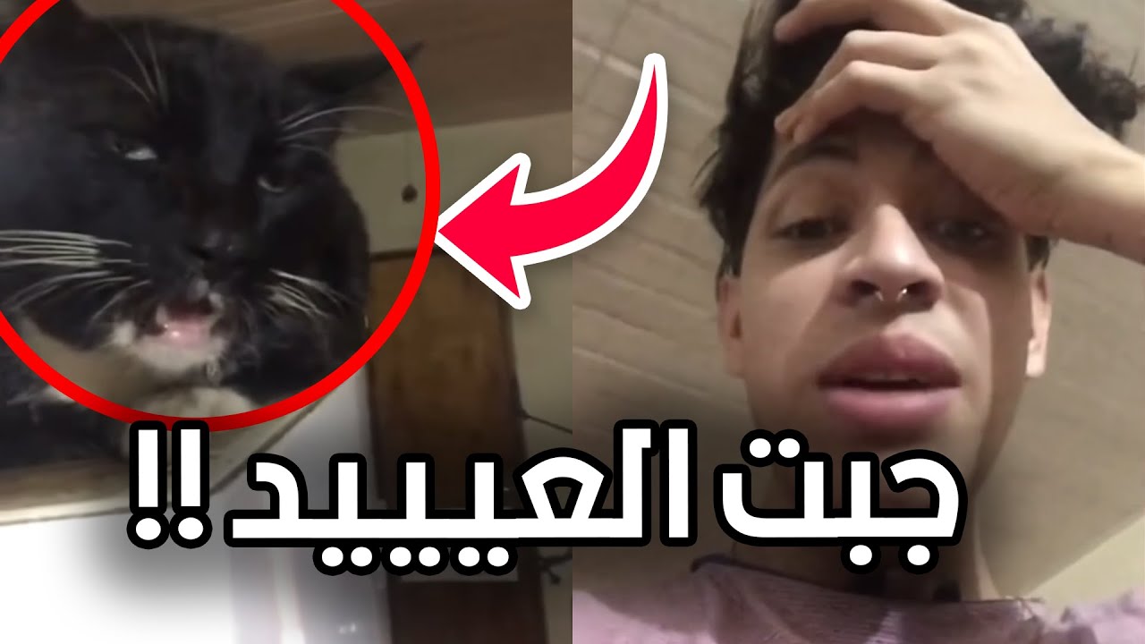 اش صار لهذا القط بعد ما اكل شوكلاته!!