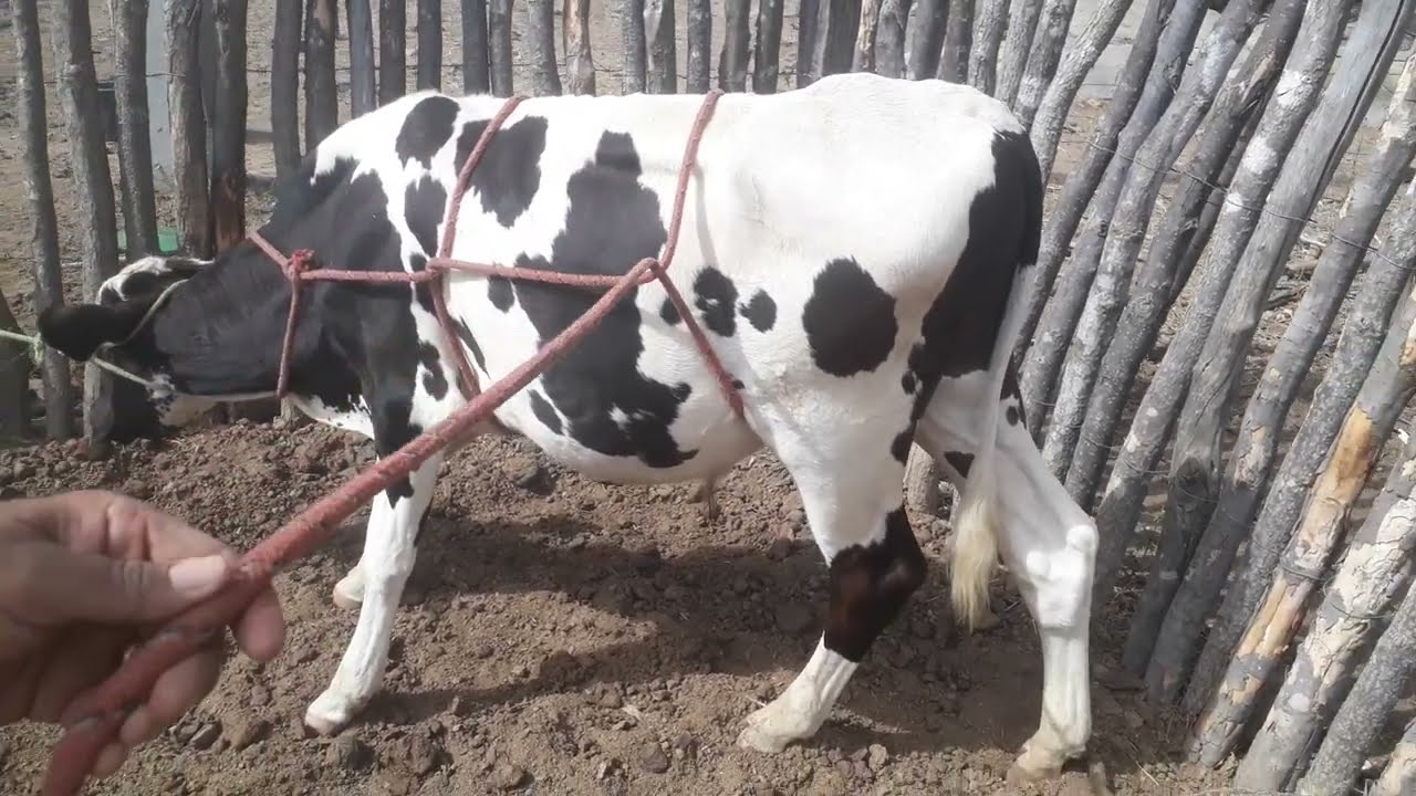 Veja Como Derrubar Boi Grande S&oacute; Com Uma M&atilde;o/M&eacute;todo de Conten&ccedil;&atilde;o Rueff ou M&eacute;todos Italiano