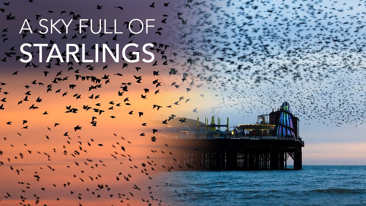 Stunning Starling Murmuration in Brighton, UK - Wildlife Photography Vlog With the Canon R6 Mark II