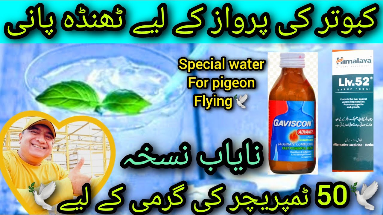 Kabootar parwaz ke lye Thanda Pani Nuskha | special water for pigeon flying