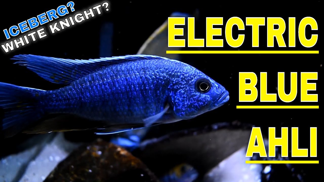 Electric Blue Hap (SCIAENOCHROMIS FRYERI) - SPECIES PROFILE