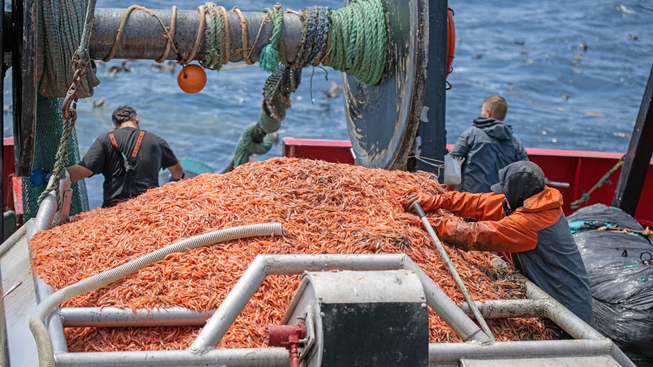 Learn how pink shrimp are caught