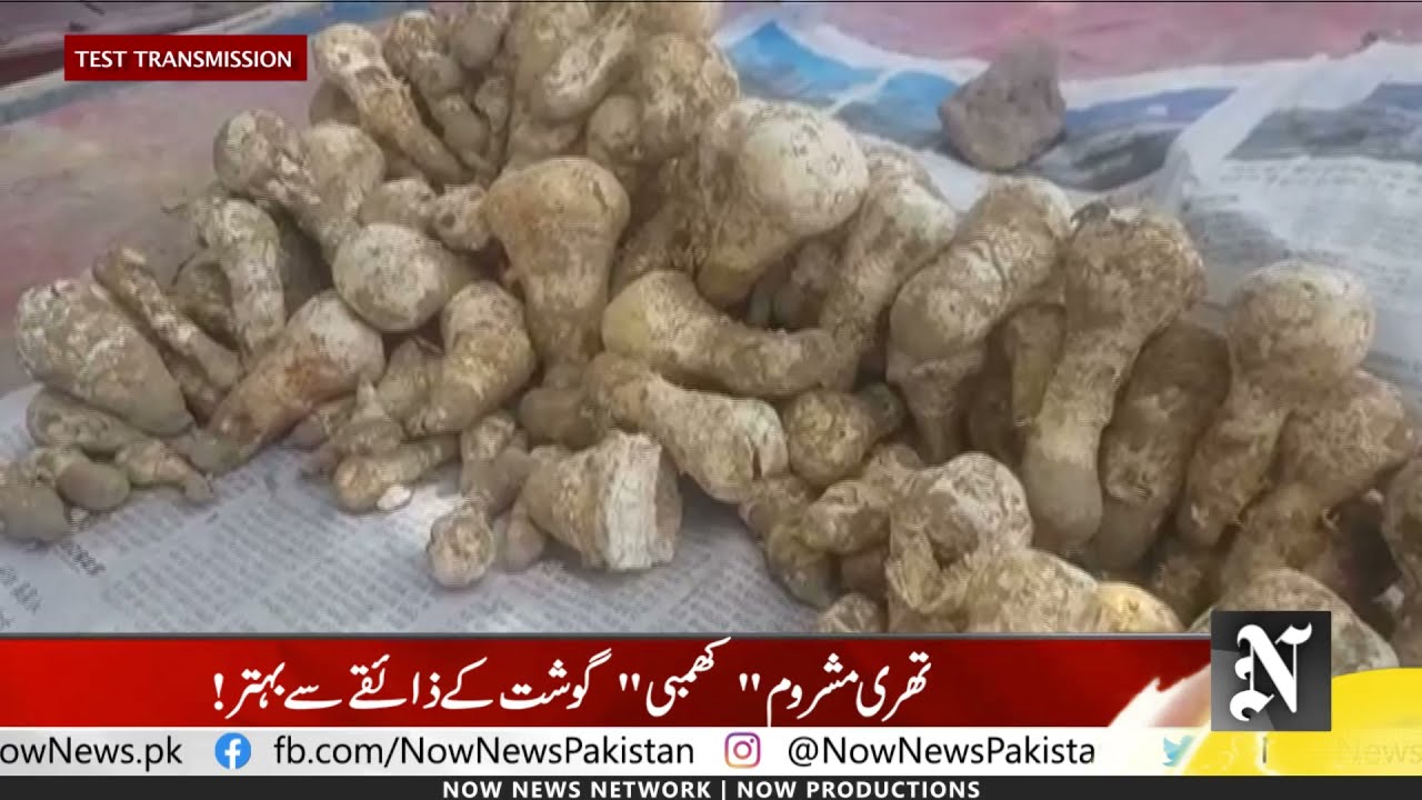 Mushrooms Sale on peak in Thar Desert...