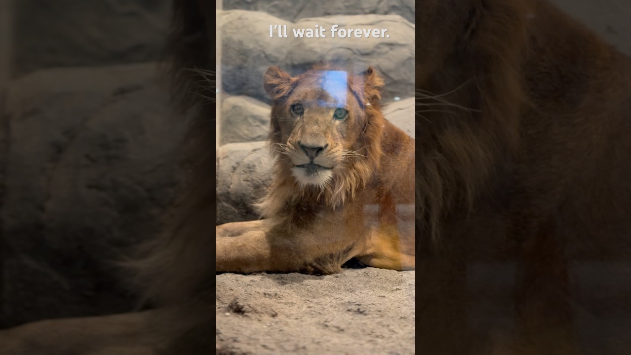 Maruyama Zoo Lion Pace I'm a man who waits #LION #pace
