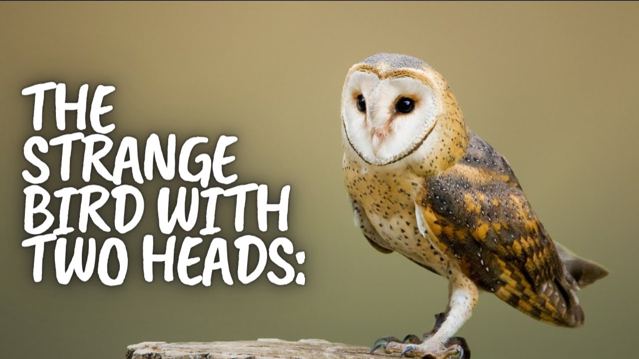 The Strange Bird with Two Heads | A P A STORIES | SUBSCRIBE