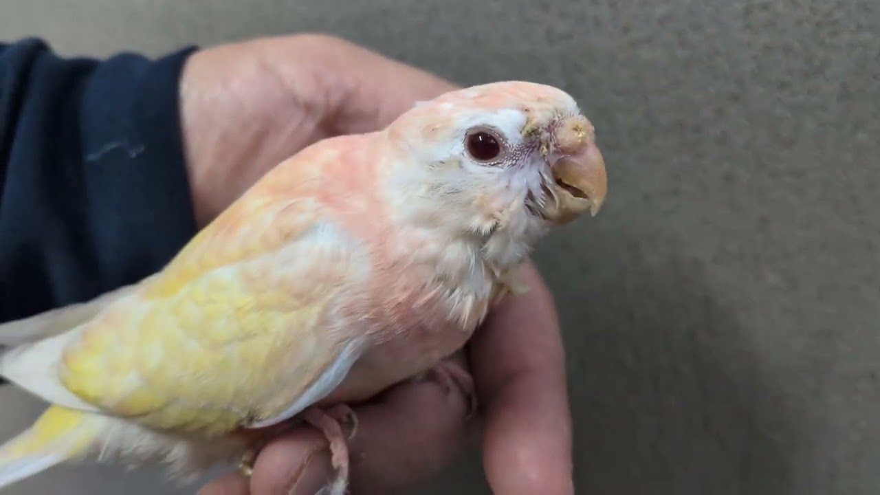 アキクサインコ ヒナ 手乗り LOVEBIRDFUKUOKA(ラブバードフクオカ)2026.1.7