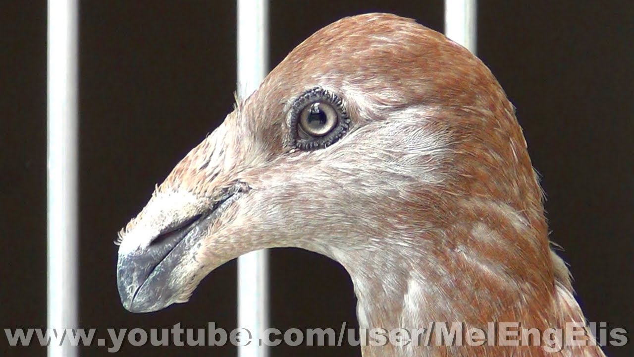 Jeunes Pigeons Exhibition Homer Prometteurs - Pigeon - Taube - اكســـبشـــن هـــومـــر
