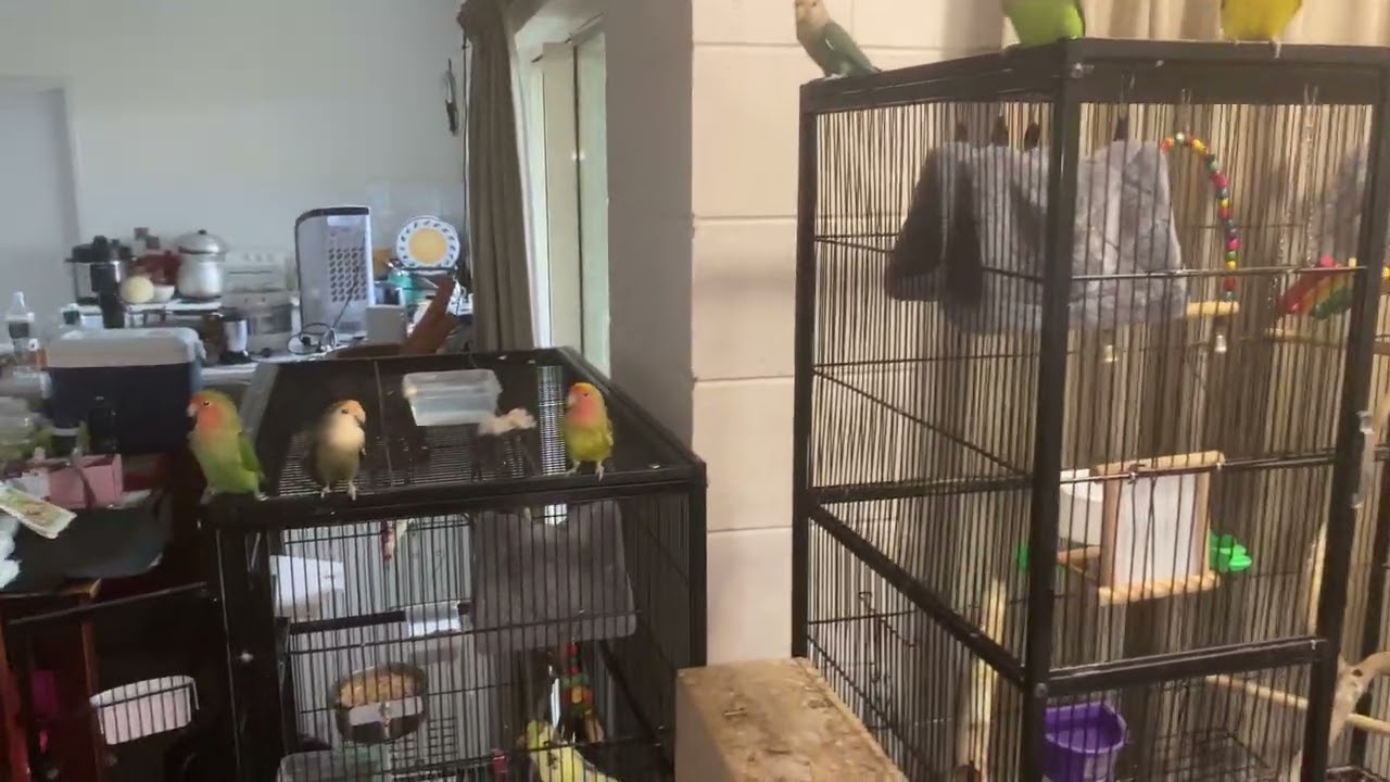 Lovebirds n parakeets in the tropics 