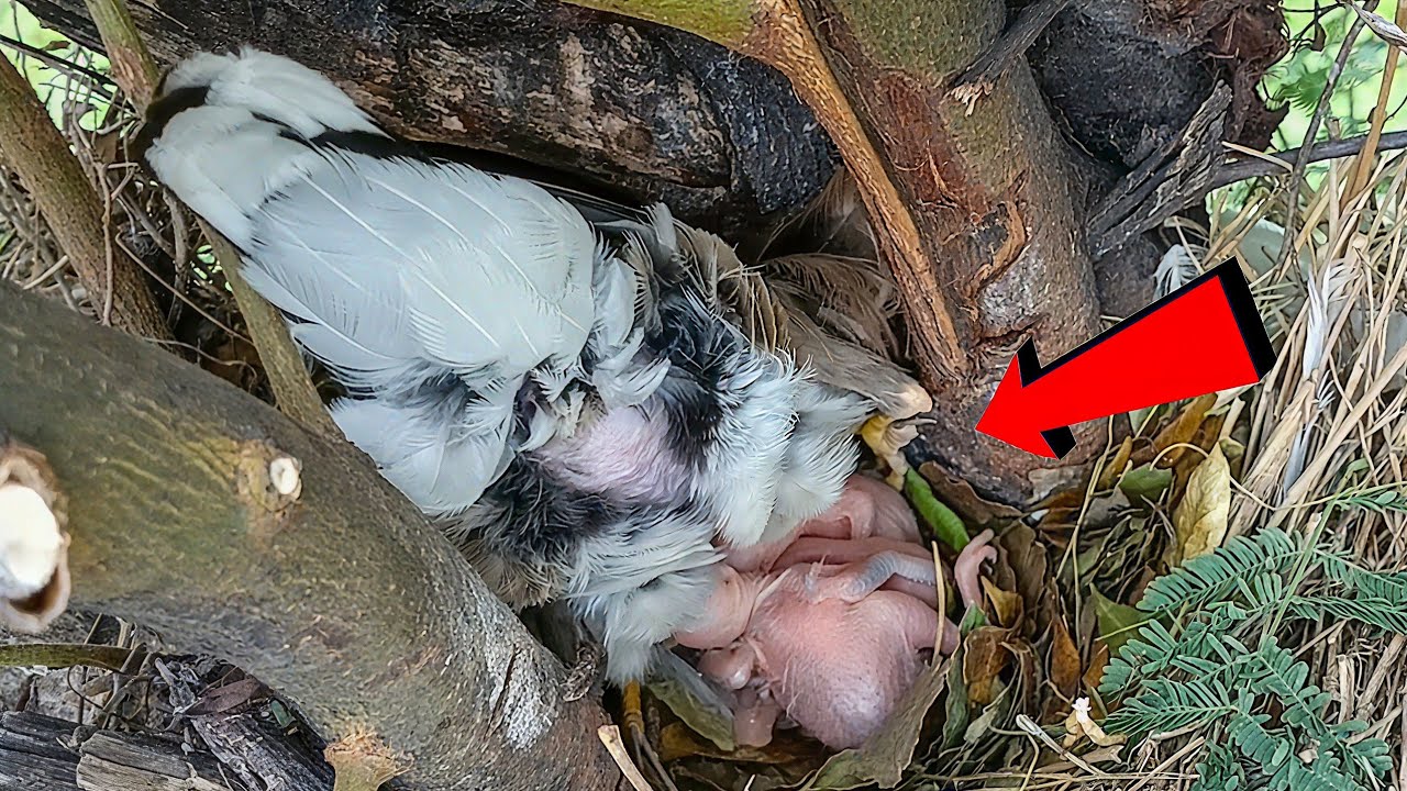 Common myna bird takes great care of its babies