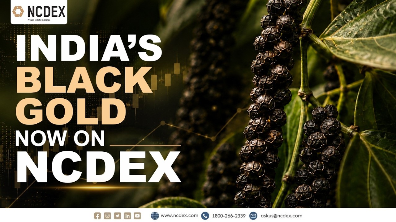 India's Black Gold is returning to the NCDEX derivatives market.