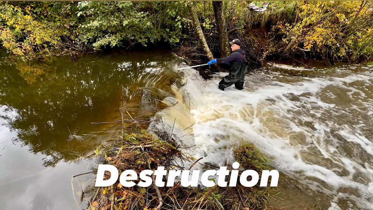 Beaver Dam Destruction – Watch the Water Break Free!