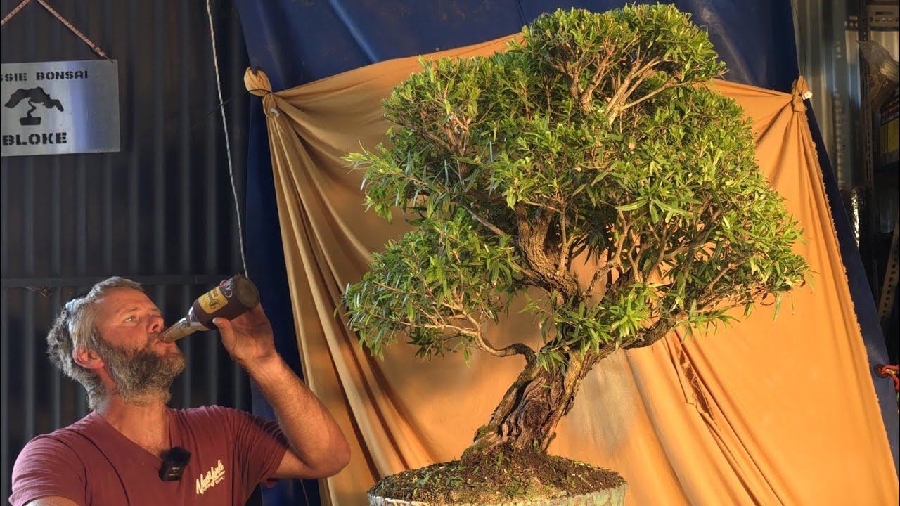 Shed Beers, Bush Lizzards @ Mallee Magic: Aussie Bonsai Bloke