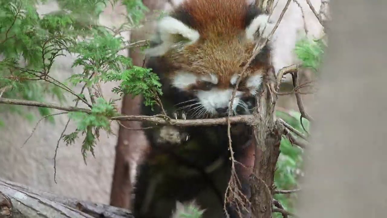 [レッサーパンダ]アジアの森[那須どうぶつ王国-2025.11.18]