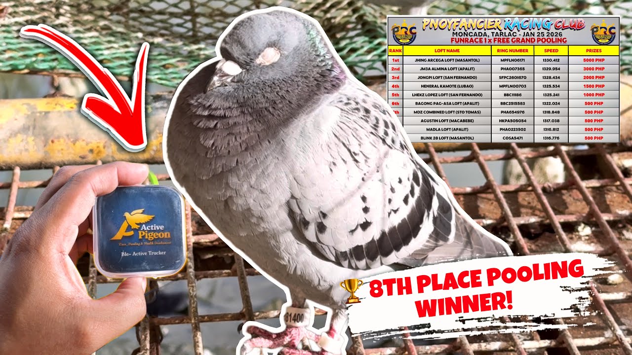 🏆 2X WINNER NA KALAPATI KONG SI GREEN! 