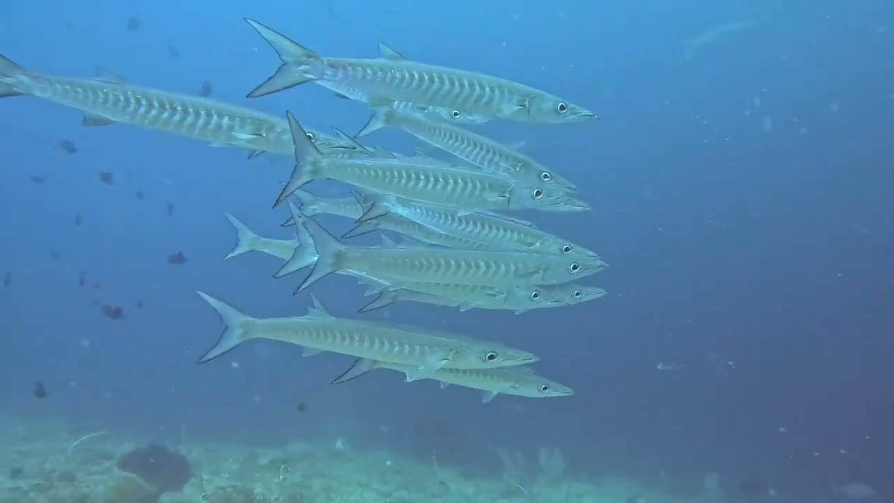 Bienvenue à Raja Ampat