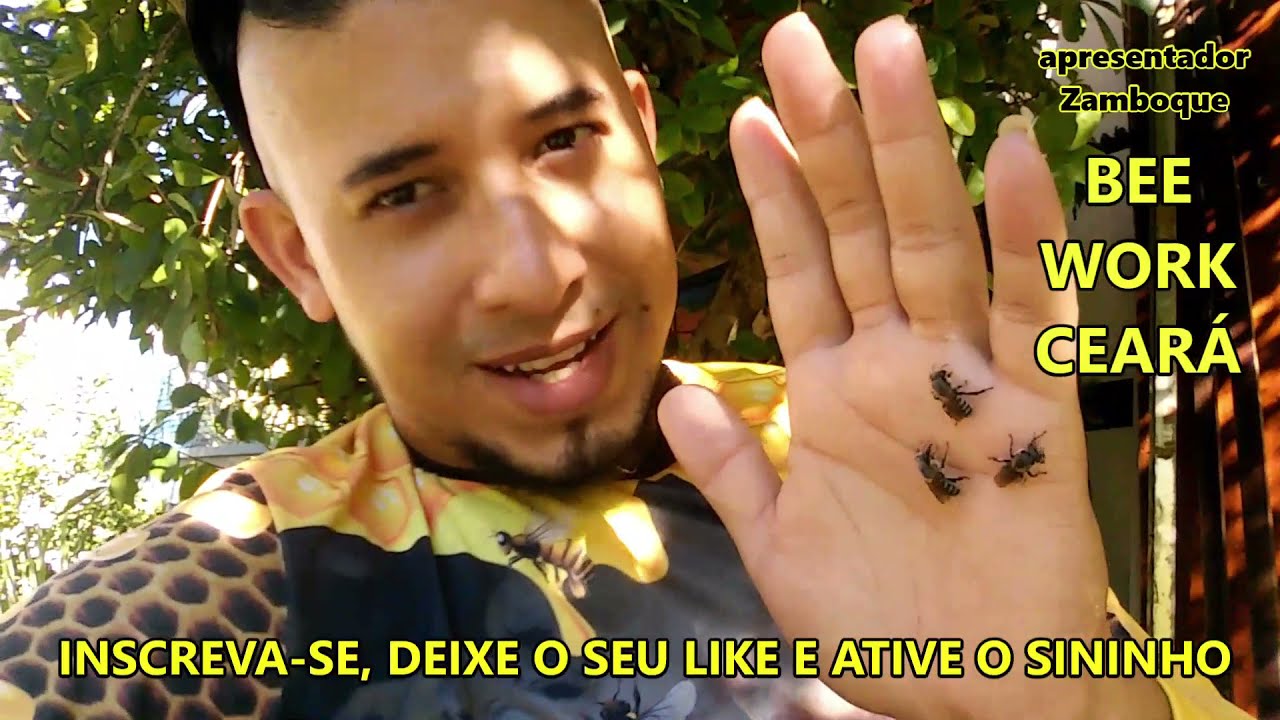 TRANSFERENCIA DE ABELHA JANDAÍRA DO TRONCO