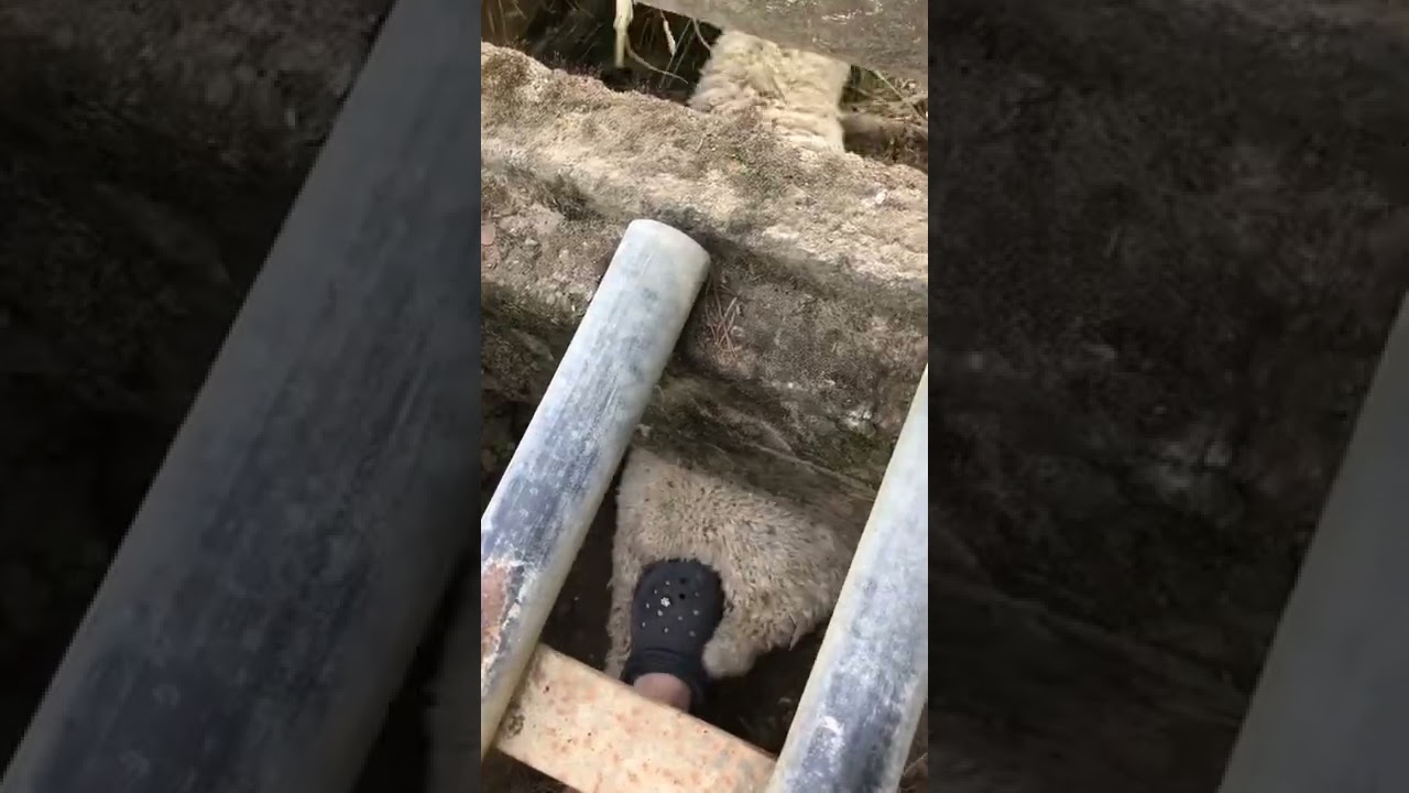 New Zealand Farmer Rescues Sheep Stuck Under Grate