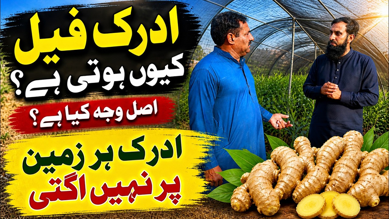 😳 Pakistan Mein Ginger Farming Possible? | 1 Acre Se Kitni Income? | Dawri Farm Reality Check