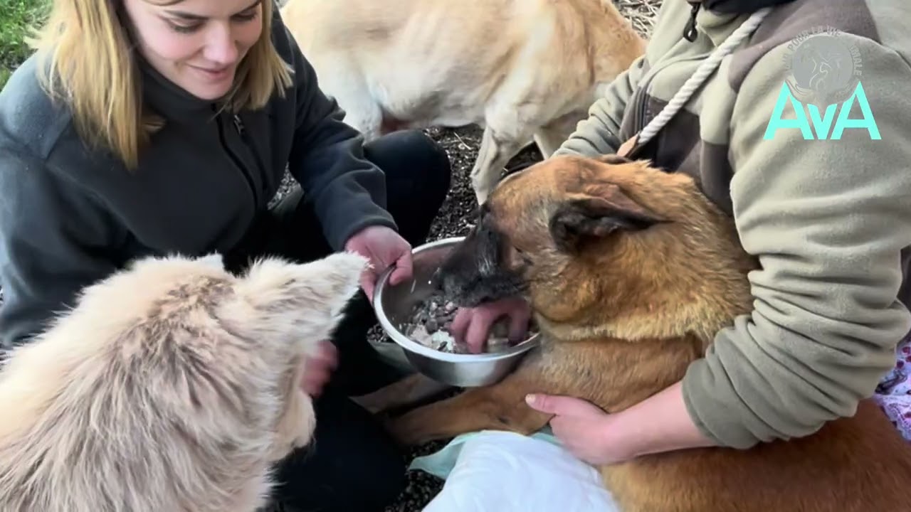 L'amour des soigneurs pour les animaux du refuge AVA
