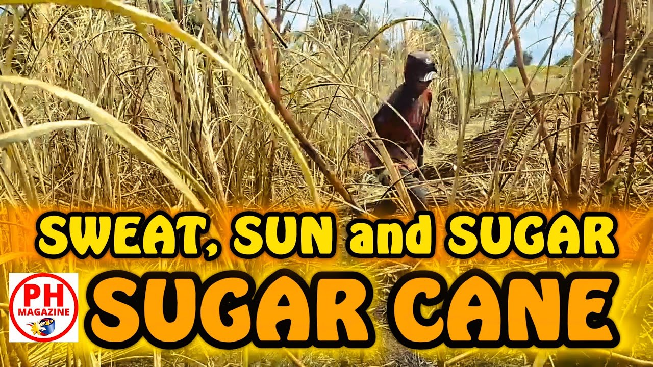 SWEAT, SUN and SUGAR | Sugar cane Harvest in the Philippines