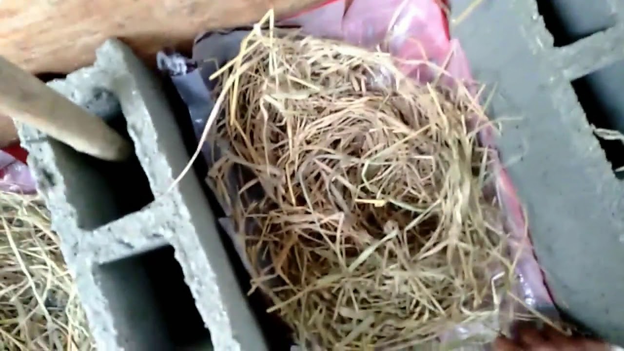 How to make muscovy duck nest