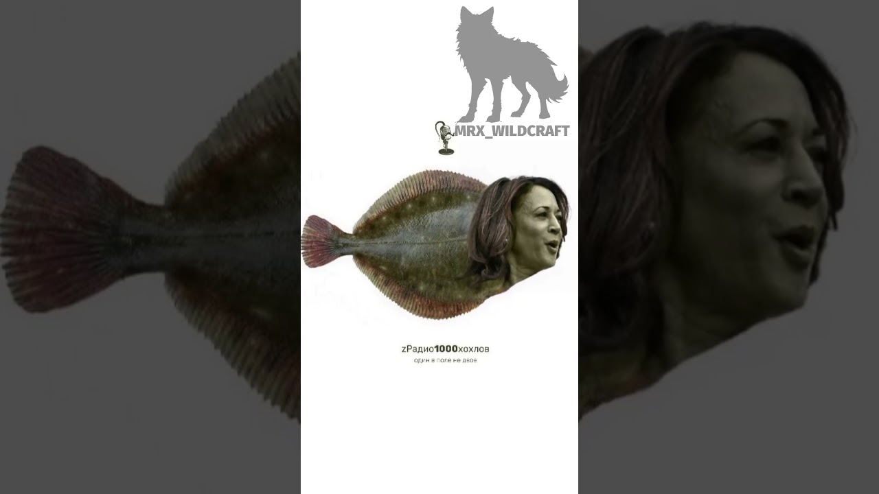 Камбала Харрис под Mockau 