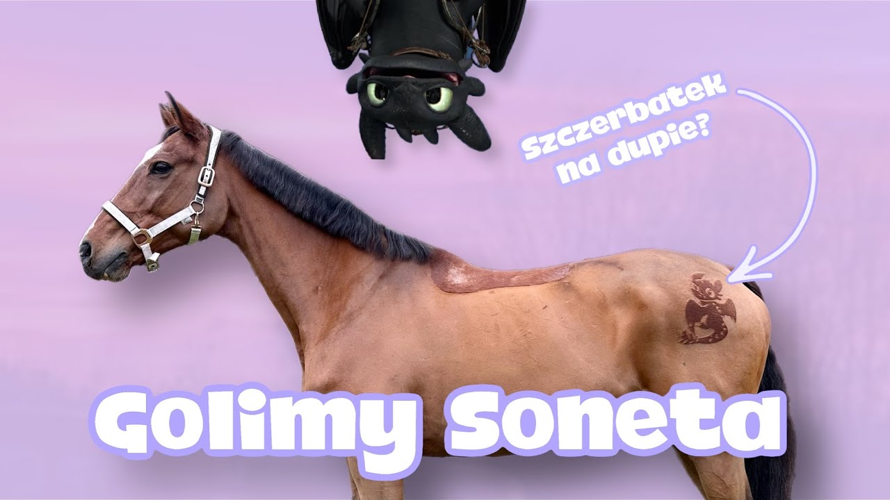 GOLENIE KONIA🤩 WYGOLIŁAM SONETOWI SZCZERBATKA?