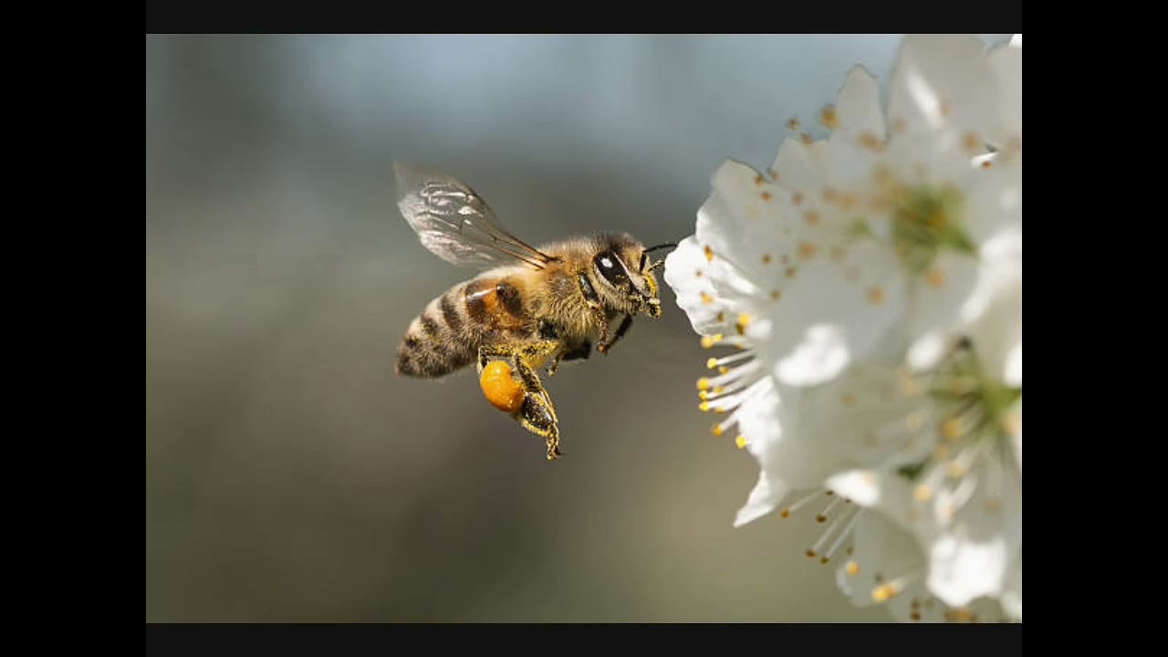ROY BEE - Kiss Me Again (Bee Remix Slideshow 2026)