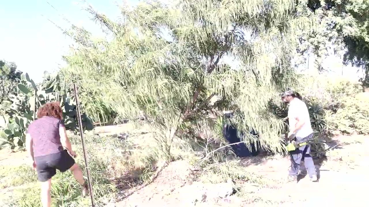 Pruning Amla/Mallaca tree (Phyllanthus emblica) - Exotic fruit tree trimming
