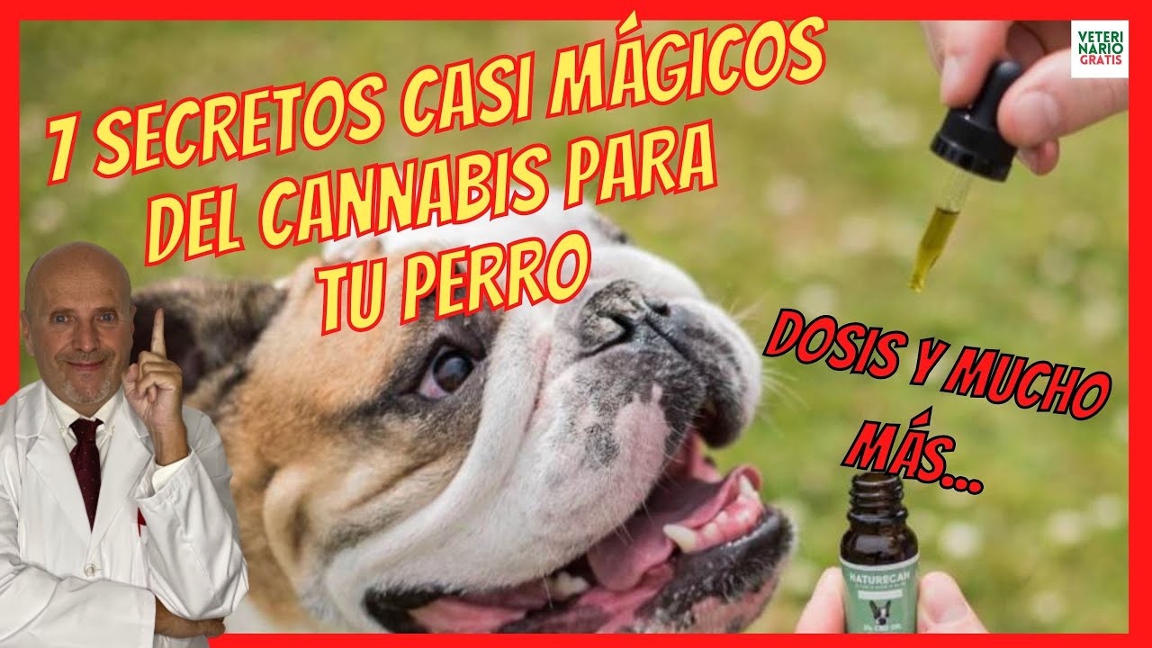 7 USOS DEL ACEITE DE CBD PARA PERROS CON DOLOR 💚 EPILEPSIA 💚 ARTROSIS 💚 CÁNCER o ANSIEDAD