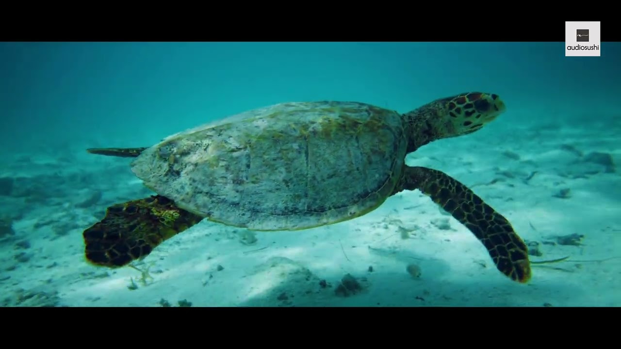 Saccoman - Distant Planet (Carl Clarks x Tom Franke Remix)