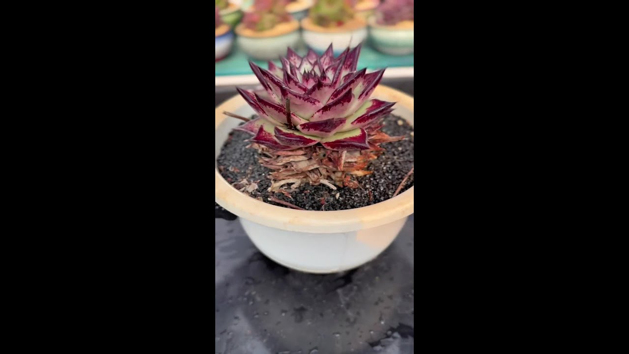 多肉不发根可能是由于多种原因引起...世界