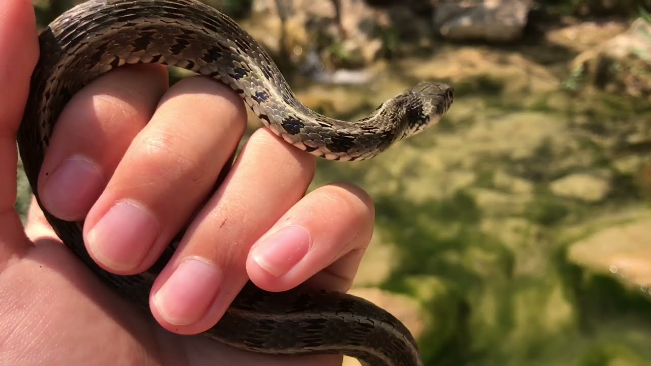 Herpetofauna Peloponnese Greece 2021