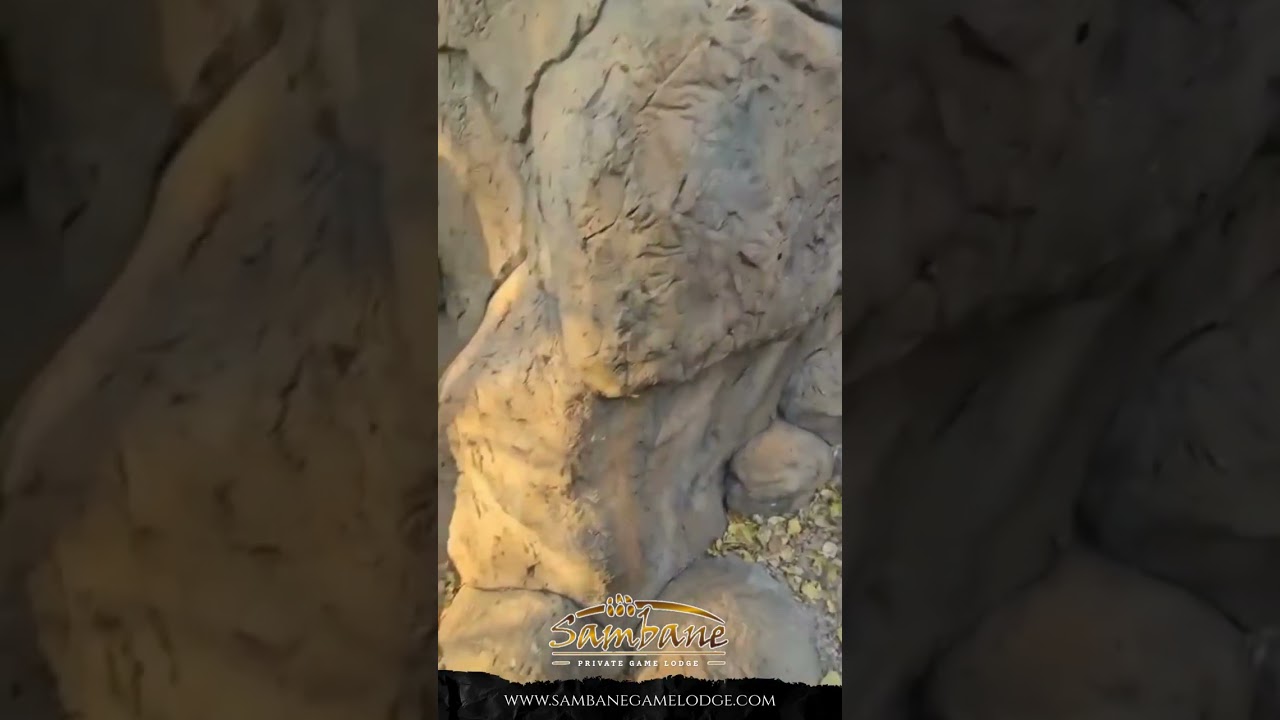 Exclusive Bow-Hunting Huts at Sambane Game Lodge 🎯