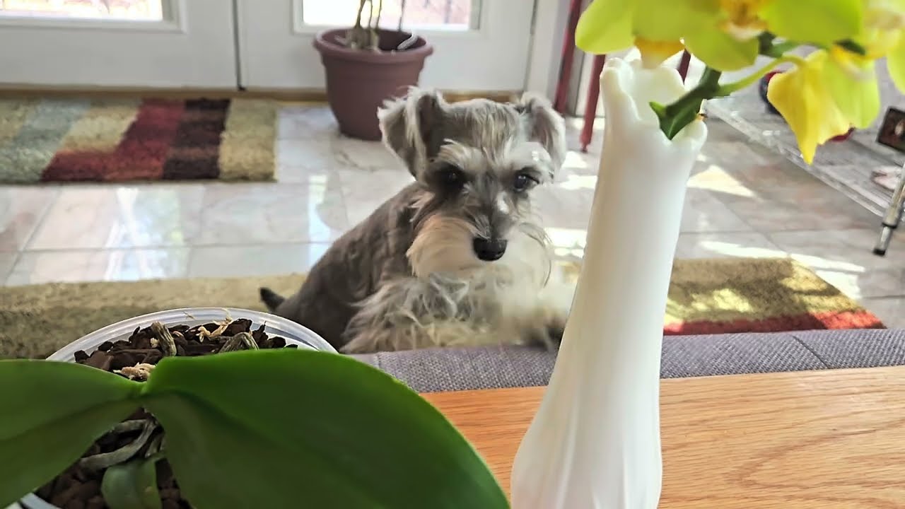 Beginners Care: Why are the leaves falling off my orchid?  Symptoms & Causes of Stem Rot