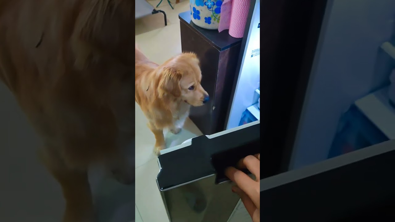 Apple is the secret of Mango's Energy 🧿❤️#goldenretriever#pets#dogs#happydog#cutedog#trending#telugu