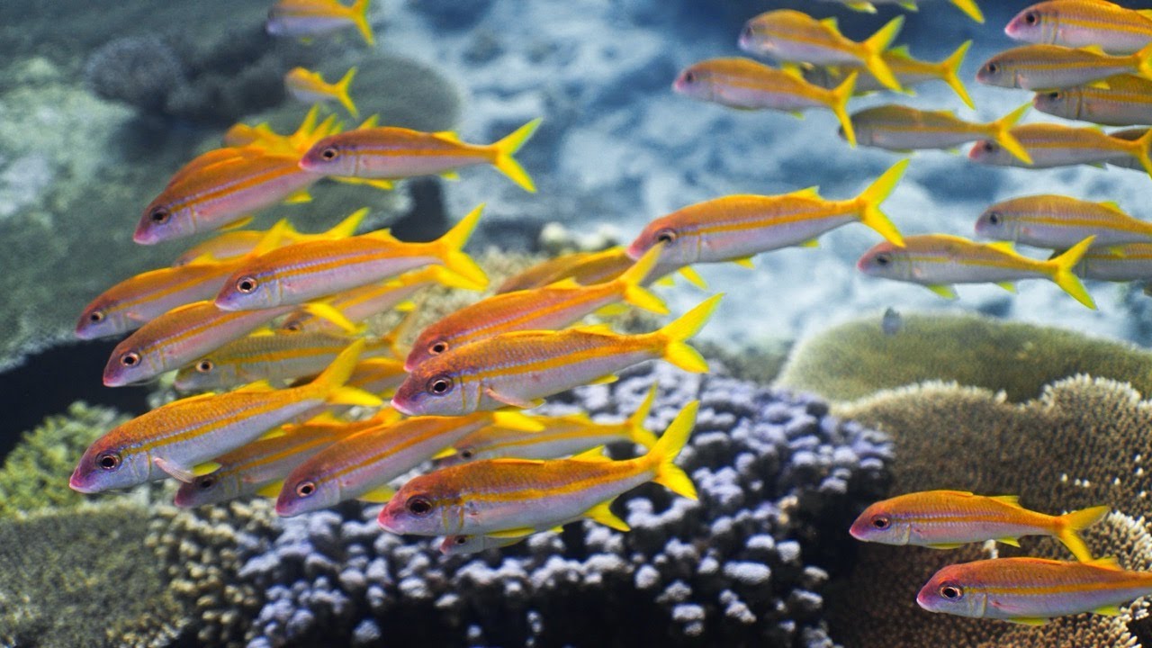 Apo Reef: Freediving in One of the Best Spots in the Philippines