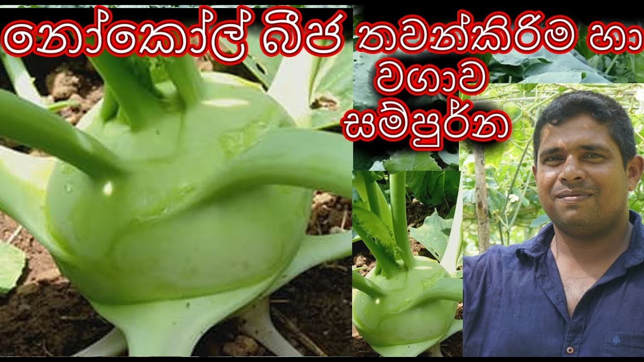 නෝකෝල් බීජ තවන්කීරිම (පැළකිරිම )Planting of nokol seeds (Planting) nokol wagawa bija pelakirimesita