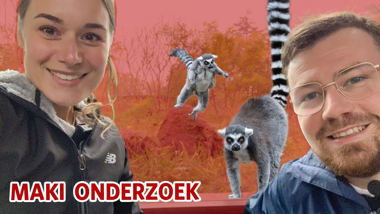 Onderzoek: welke maki is de baas in een mannengroep? 🐒  | Videoranger