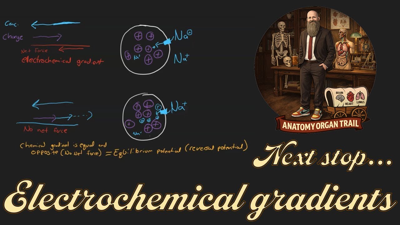 Electrochemical Gradients