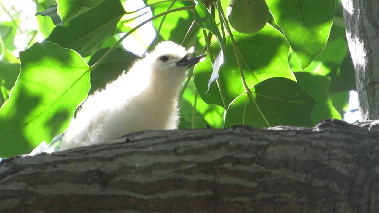 White Tern chick swallowing large fish in Honolulu 3/17/14