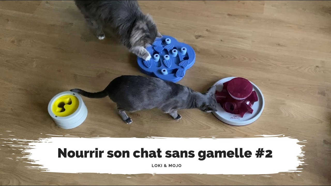 Nourrir son chat sans gamelle : jeux d’intelligence, plateaux d’activité (partie 2) - Loki & Mojo
