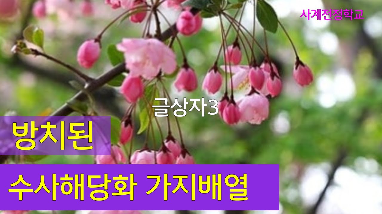 방치된 수사해당화 가지배열  #254 사계전정학교  작업 08 27