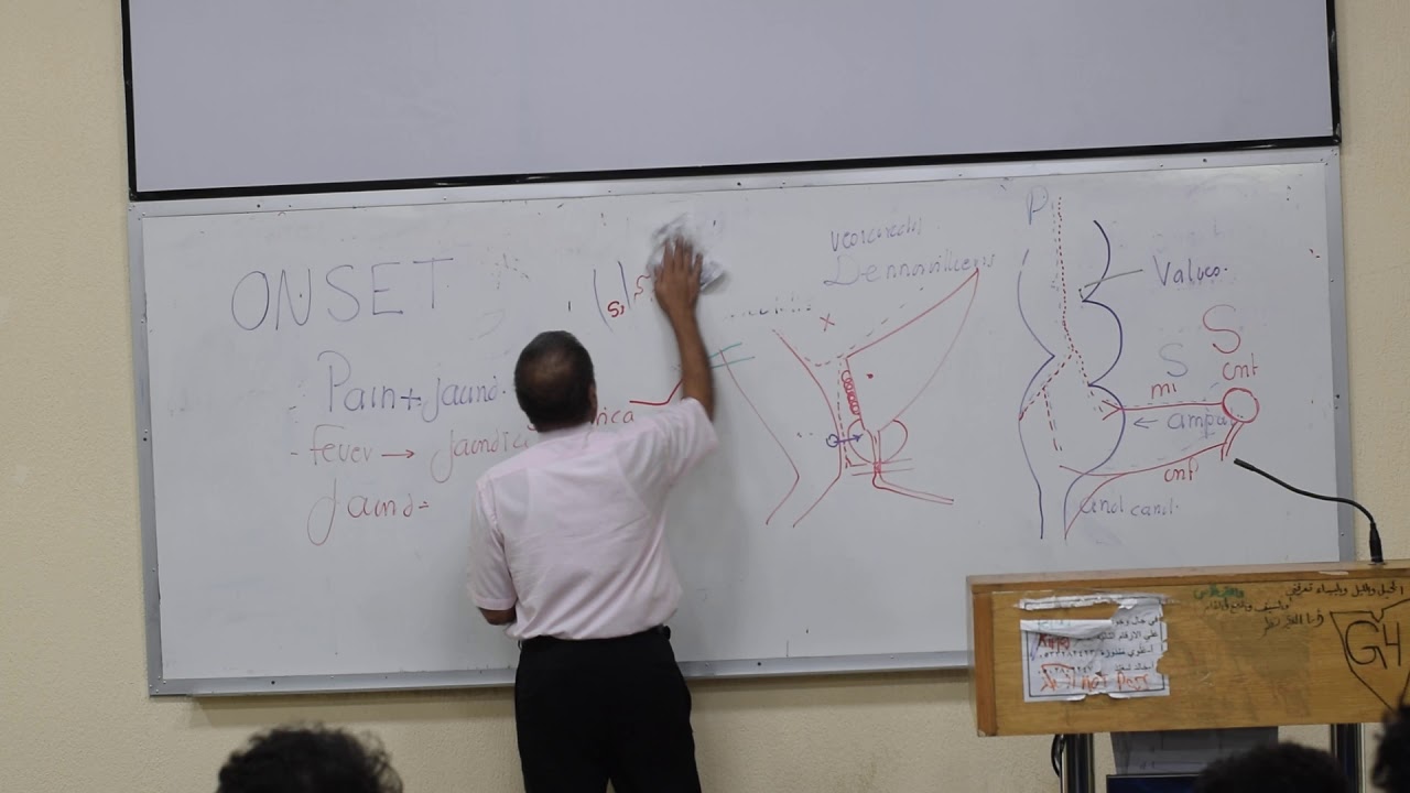 Surgical anatomy 4/4