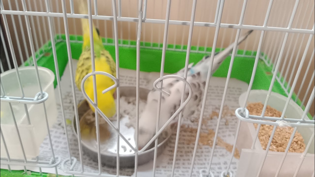 After lunch relax mood❤️🦜❤️