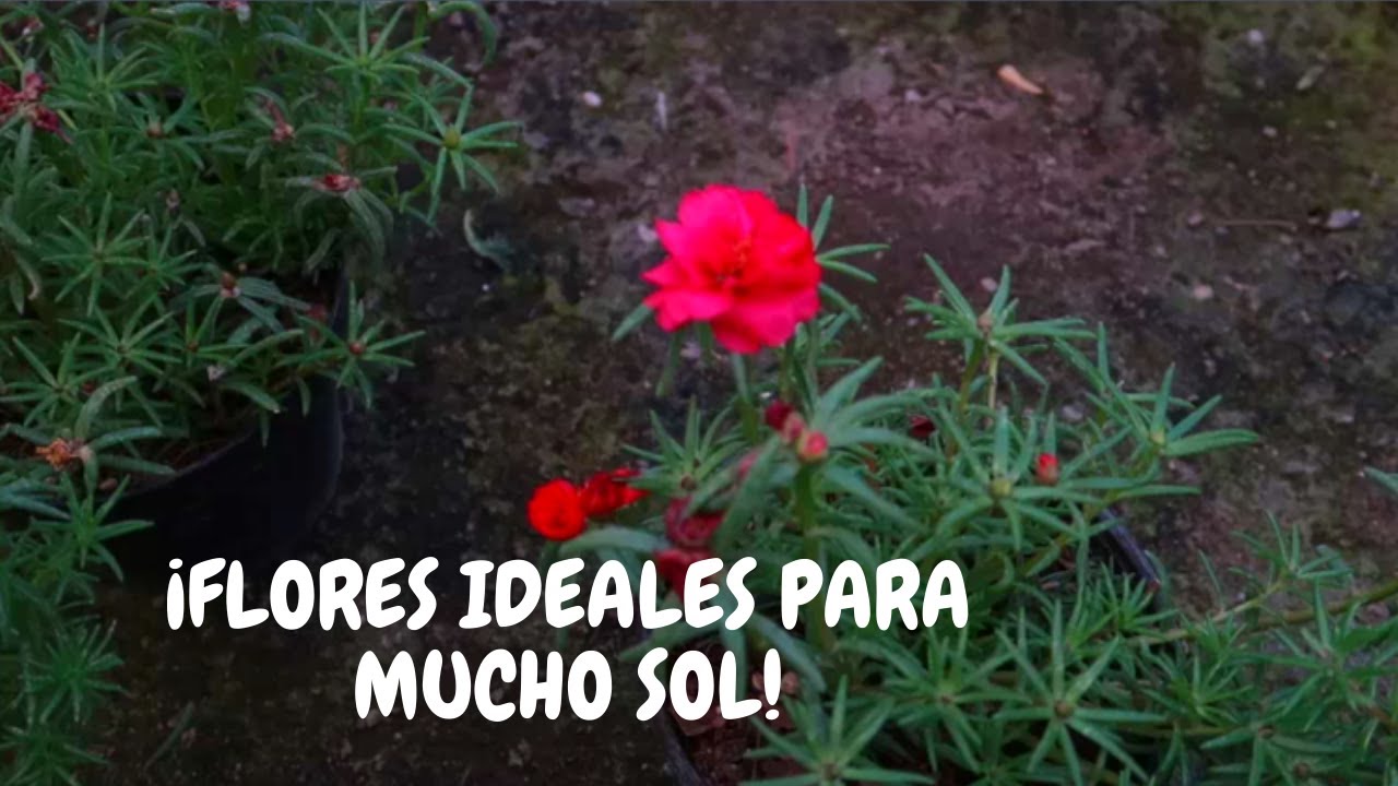 Amor de un rato planta cuidados | ¡Suculenta llena de flores!