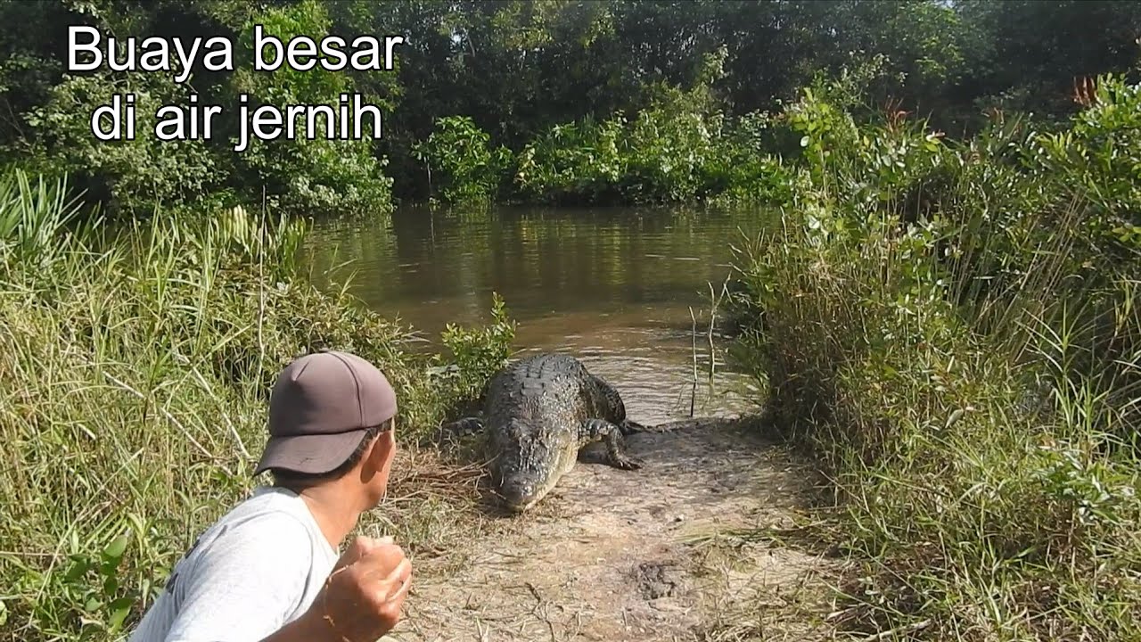 buaya besar penghuni sungai yang jernih  tak banyak yang tau kehadirannya